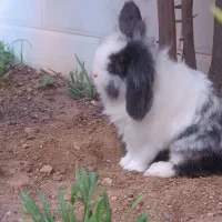 خرگوش لوپ|موش و خرگوش|آبیک, |دیوار