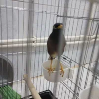 پرنده مینا ناز و دوست داشتنی