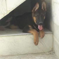 جرمنشپرد|سگ|بروجرد, |دیوار