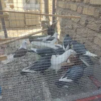 کبوتر،کفتر|پرنده|ارژن, |دیوار