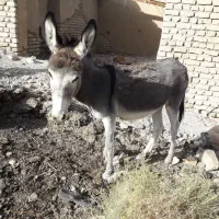 کر خر گله ای و فوقلاده آرم (ماده) تخفیف داره|حیوانات مزرعه|بیرجند, |دیوار