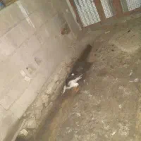 اردک نر ماده|حیوانات مزرعه|دره شهر, |دیوار