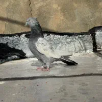 نرو ماده سینه سبز کفتر یا کبوتر