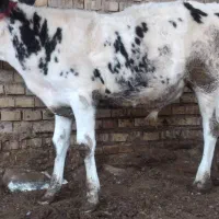 گاو یا گوساله نر