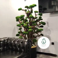 درخت جاودان به قیمت تولیدی ۱۰ سال کَارانتی