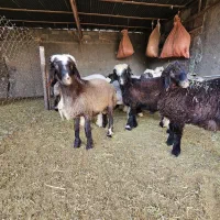 بره نر و ماده|حیوانات مزرعه|زرقان, |دیوار