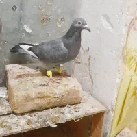 کفتر|پرنده|باخزر, |دیوار