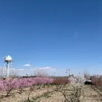 زمین داخل بافت ویلایی ۲۵۰۰ متری