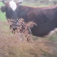 فروش گاو باگوساله نرعلت جمع کردن گاوداری