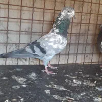 ۸ عدد شیخی نر  کله دم|پرنده|بندر ماهشهر, |دیوار
