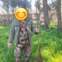 نهال سنجد تلخ . انار ساوه