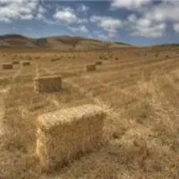 کاه کندم پرسی سرچینا