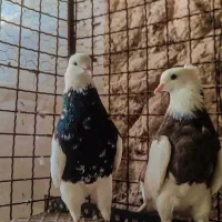 کفتر طوقی دونه 500