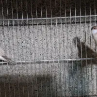 فنچ نرگسی|پرنده|شهریار, کرد امیر|دیوار