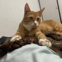 گربه نر|گربه|بندرعباس, |دیوار