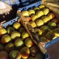 سیب،درجه،یگ|خوردنی و آشامیدنی|اهر, |دیوار