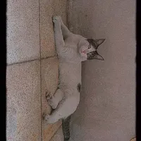 گربه خانگی تپلی و چاق و چله قد کشیده