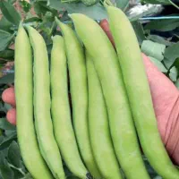 باقالا|عمده‌فروشی|ساوه, |دیوار