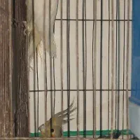 یک جفت عروس هلندی