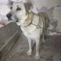 حیوان مزرعه