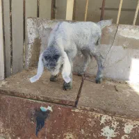 بزغاله شیری|حیوانات مزرعه|اصفهان, بهارستان|دیوار