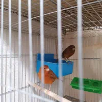 قناری، سهره|پرنده|کرمان, |دیوار