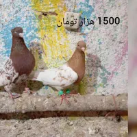 کله طوقی گراف