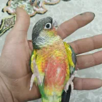 جوجه طوطی گرینچیک|پرنده|نجف‌آباد, شریعتی غربی|دیوار