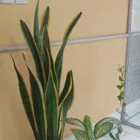 استخدام مشاوره و بازاریاب املاک