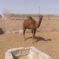پنج نفر شتر|حیوانات مزرعه|سبزوار, ابارش|دیوار