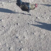 خروس  محلی|حیوانات مزرعه|عطاملک, |دیوار