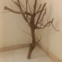 شاخه درخت بادام|لوازم جانبی حیوانات|محمدشهر, محمدشهر|دیوار