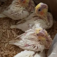 جوجه عروس هلندی