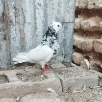 کبوتر طوق سرورهفت رنگ ر،شازده ایی نر مس