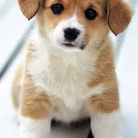 واگذاری سگ اشپیدز