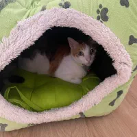 گربه ی ماده یکساله|گربه|رشت, گلسار|دیوار