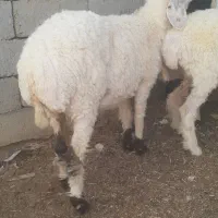 گوسفند ابست و بره گوشتی