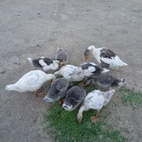 غاز و جوجه غاز بزرگ