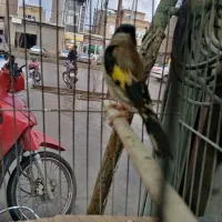 سهره نر|پرنده|بوکان, |دیوار