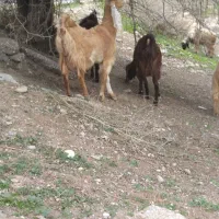 بز بیگ|حیوانات مزرعه|گتوند, |دیوار