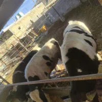 دو راس گوساله نر|حیوانات مزرعه|مرودشت, محمد آباد|دیوار