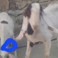 بربری فروشی