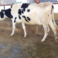 گاو شیری مالچه