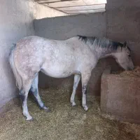مادیان عرب کورسی یکسروارداتی
