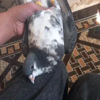 کبوتر شهری خوش قیمت|پرنده|کوهمره, |دیوار