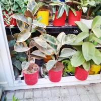 گل‌های آپارتمانی