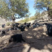 بز فروشی|حیوانات مزرعه|منج, |دیوار