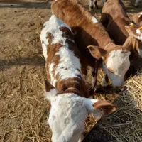 مرکزتهیه بهترین گوساله