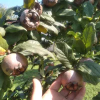 فروش فوری نوبرانه کنوس پیوندی و کیوی|خوردنی و آشامیدنی|تولم شهر, |دیوار