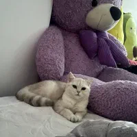 فروش گربه|گربه|قائم‌شهر, |دیوار